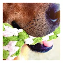 GENERICO - Accesorio para Juego Vigoroso para Animales Verde Y+Agendita