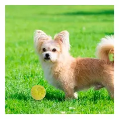 GENERICO - Pelota Juguetona y con Rayas Verde Limon Y+Papel de Regalo