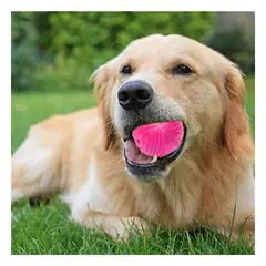 RYBIU IMPORT - Pelota para Perros Antiestres de Goma en Rosado Y+Agendita