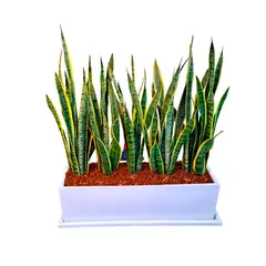 GENERICO - LENGUA DE SUEGRA EN JARDINERA BLANCA