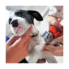 RYBIU IMPORT - Corta Uña Pet con Mango de Plastico en Color Rojo Chico