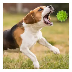 GENERICO - Pelota Masticable Dog en Verde Y+Envoltorio de Regalo