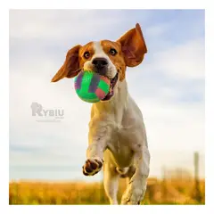 RYBIU IMPORT - Pelota para Perros Divertidos Color Verde Y+Regalo Agendita