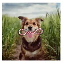 GENERICO - Cuerda Moderna e Innovadora en Tinte Rojo Y+Papel de Regalo