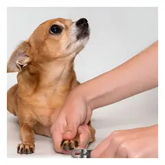 RYBIU IMPORT - Cortauña para Raza Grande en Anaranjado Y+Agendita