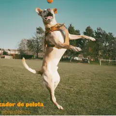 GENERICO - Juguete Lanza Pelotas para Perro Kulcan