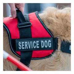 RYBIU IMPORT - Correa para Gato Facil de Poner Rojo Talla S Y+Gift Stickers