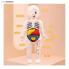 GENERICO - Juguete Educativo Anatómico Cuerpo Humano Encajable