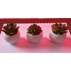 MORITA BAG STORE - SET DE 3 MINI PLANTAS ARTIFICIALES CON MACETA 6cm x 6cm
