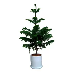 GENERICO - PINO ARAUCARIA EN MACETA BLANCA