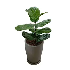 GENERICO - FICUS LYRATA EN MACETA MALVA TEXTURIZADO ARENA