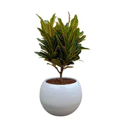 GENERICO - CROTON AMARILLO EN MACETA ESFERICA