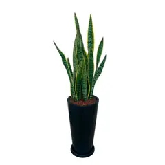 GENERICO - LENGUA DE SUEGRA EN MACETA CONO LAPIZ NEGRO