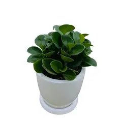 GENERICO - PEPEROMIA EN MACETA HUEVO BLANCO