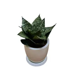 GENERICO - SANSEVIERIA ENANA EN MACETA HUEVO BLANCO
