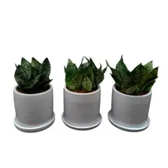 GENERICO - SET DE 3 SANSEVIERIA ENANA EN MACETA CILINDRO BLANCO