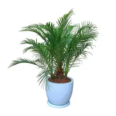 GENERICO - PALMERA RUBELINA EN MACETA HUEVO BLANCO