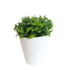 FLORIPA - Arreglo de Eucalipto de 15cm 00132-1 FLORIPASTORE