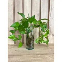 MAP DESIGN HOME - Florero de Vidrio 08x08x20 cm