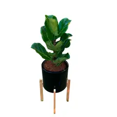 GENERICO - FICUS LYRATA EN MACETA NEGRA Y PEDESTAL DE MADERA