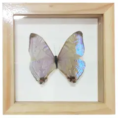 GENERICO - Cuadro de Mariposa Sulkowski Disecada Tornasolado Marco Madera 14x14