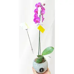 FLORISTERI - Orquídea Phalaenopsis natural lila-morada Viva