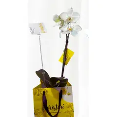 FLORISTERI - Orquídea Phalaenopsis natural blanca Viva