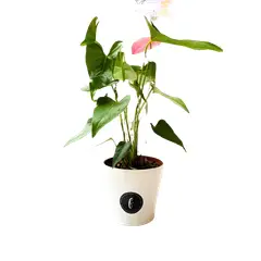 FLORISTERI - Anturios Naturales con Maceta decorativa