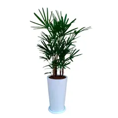 GENERICO - PALMERA RAPHIS EN MACETA CONO BLANCO