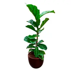 GENERICO - FICUS LYRATA EN MACETA HUEVO MARRON