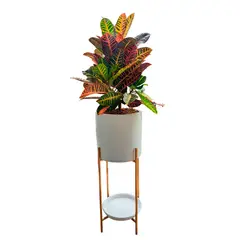 GENERICO - CROTON PETRA EN MACETA BLANCA Y PEDESTAL DORADO
