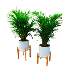 GENERICO - COMBO DE 2 PALMERA HAWAIANA EN MACETA Y PEDESTAL DE MADERA