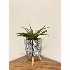 MAP DESIGN HOME - Arreglo Floral Cactus Aloe 27x32 cm