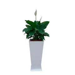 GENERICO - ESPATIFILIO EN MACETA PIRAMIDE LAPIZ BLANCO