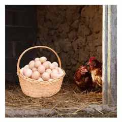 GENERICO - Pack5 Cesta para Frutas Verduras de Casa en 24x24x25cm