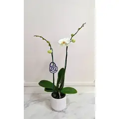 FLORALIA - Arreglo Florales - Orquídea blanca