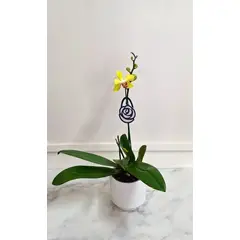 FLORALIA - Arreglo Flores - Orquidea Phalaenopsis - Orquidea Amarilla