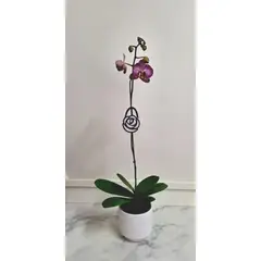 FLORALIA - Arreglo Flores - Orquidea Phalaenopsis color Lila con Blanco