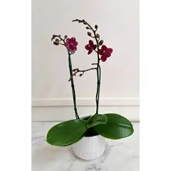 FLORALIA - Arreglo Flores - Orquídea Phalaenopsis Las Palmas color Morado