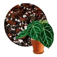 GENERICO - Sustrato Araceae - Aroids bolsa x 4 Litros (1.5 kg)