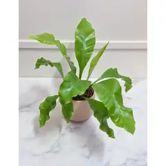 FLORALIA - Arreglo de Flores - Helecho Aleman - planta