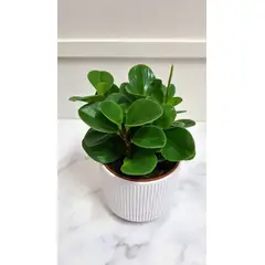 FLORALIA - Arreglos Florales - Peperomia Verde con Maceta
