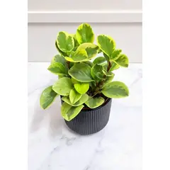 FLORALIA - Arreglo Florales - Peperomia combinada Maceta