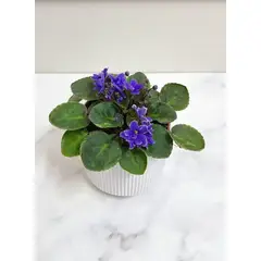 FLORALIA - Arreglo de Flores - Violeta Morada – Maceta