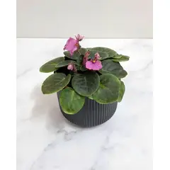 FLORALIA - Arreglo Flores - Violeta Guinda - Rosada – Maceta