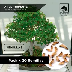 GENERICO - Semillas de Arce Tridente Bonsái x 20 Unidades