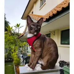 GENERICO - ARNÉS PARA GATO XS ROJO