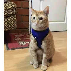 GENERICO - ARNÉS PARA GATO S AZUL