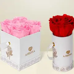 AIROSA - ROSAS PRESERVADAS - / Rosas preservadas Pack 02