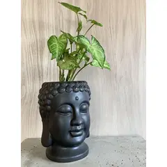 GENERICO - Maceta Buda con planta Boa